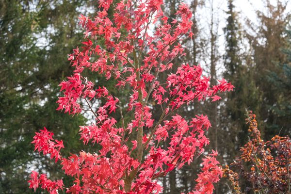 Japanese Maple Planting in Kent