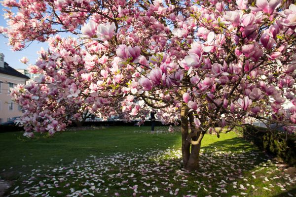 Magnolia Tree Planting in Kent