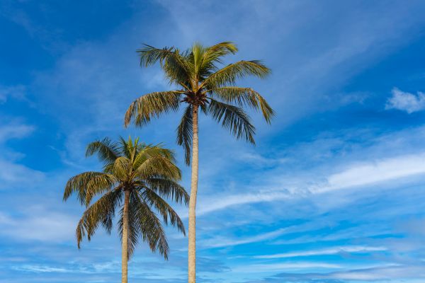 Palm Tree Planting in Kent