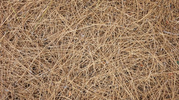 Pine Needles Delivery in Kent