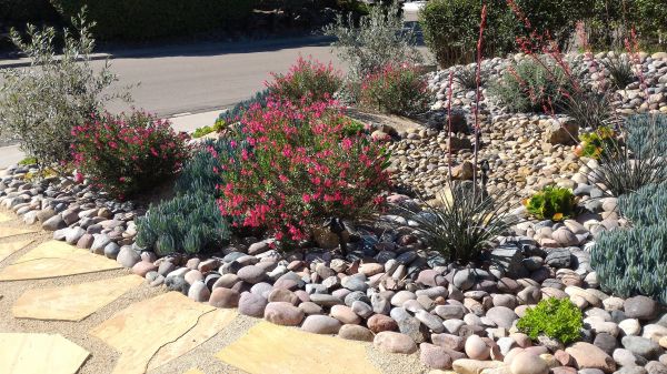 Xeriscape Landscaping in Kent