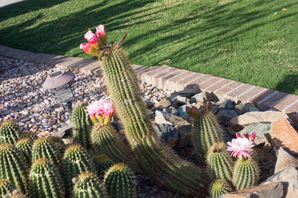 Desert Landscaping in Kent