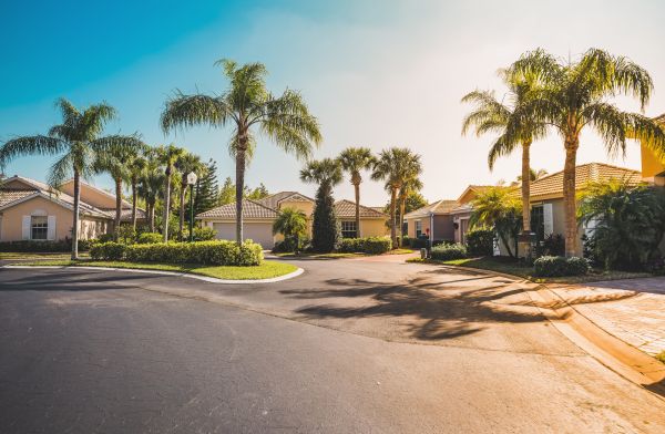 Palm Tree Landscaping in Kent