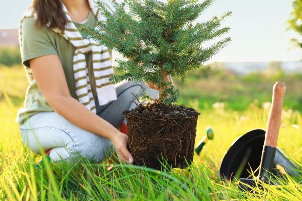 Spruce Tree Planting in Kent