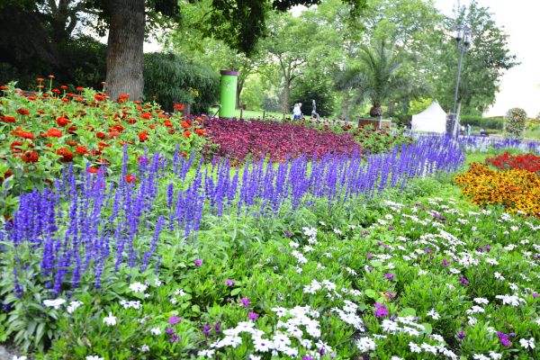 Perennials Planting in Kent