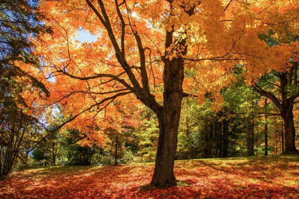 Maple Tree Planting in Kent