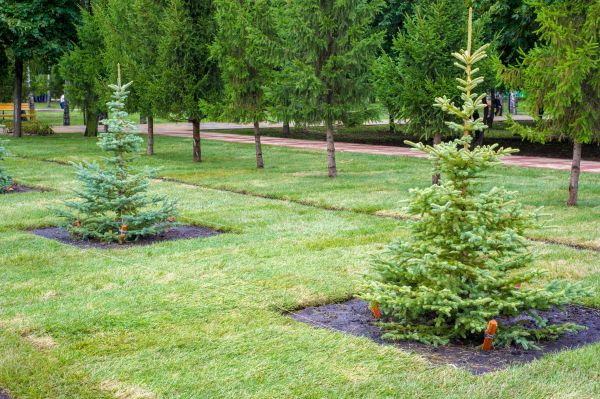 Privacy Trees Planting in Kent
