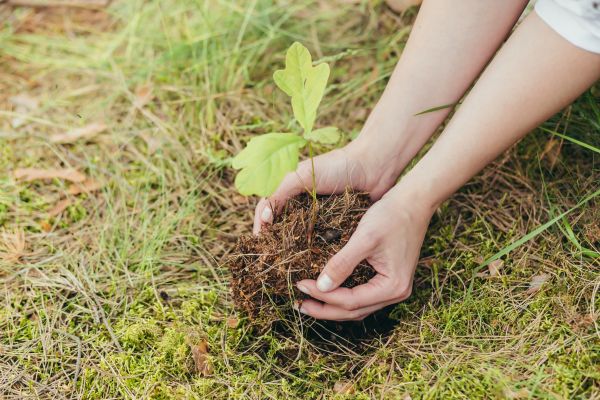 Oak Tree Planting in Kent