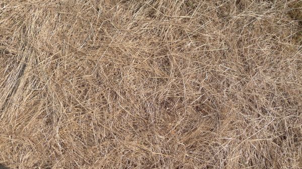 Pine Straw Replacement in Kent