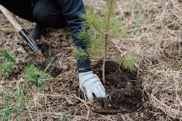 Pine Tree Planting in Kent