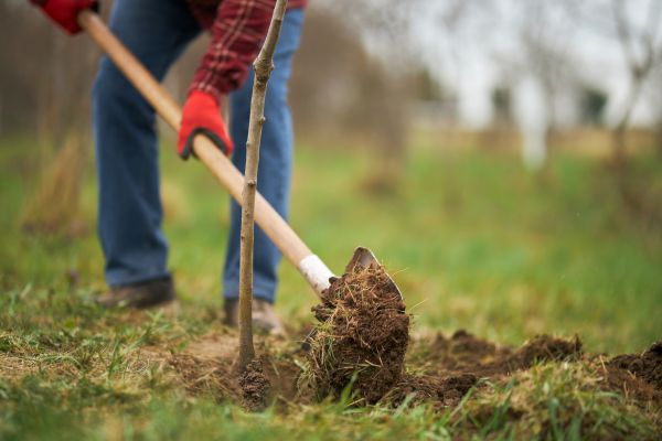 Trees Planting in Kent