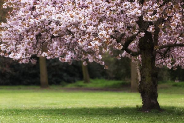 Cherry Tree Planting in Kent
