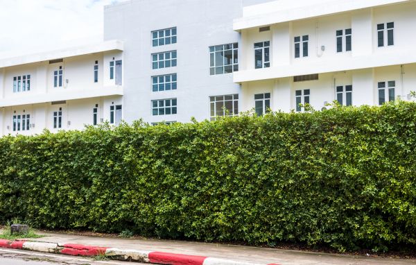 Privacy Landscaping in Kent