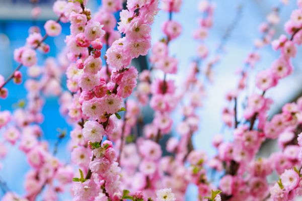 Japanese Cherry Tree Planting in Kent