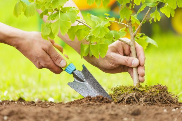Fruit Tree Planting in Kent