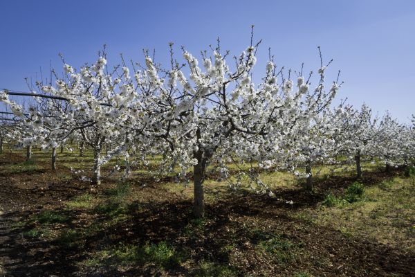Orchard Planting in Kent