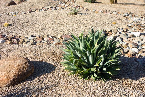 Xeriscaping Service in Kent