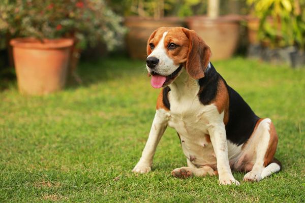 Dog Friendly Landscaping in Kent