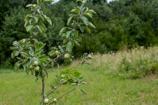 Apple Tree Planting in Kent