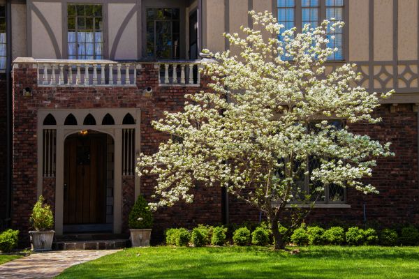 Dogwood Tree Planting in Kent